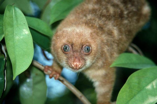 Kuskus bermata biru