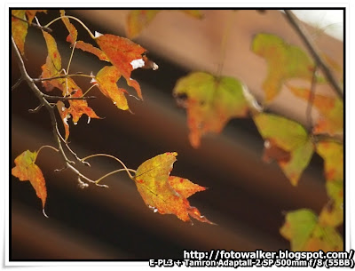 大棠 紅葉