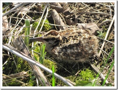20120506_chicks_001