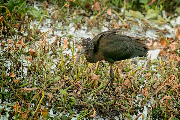 Glossy Ibis