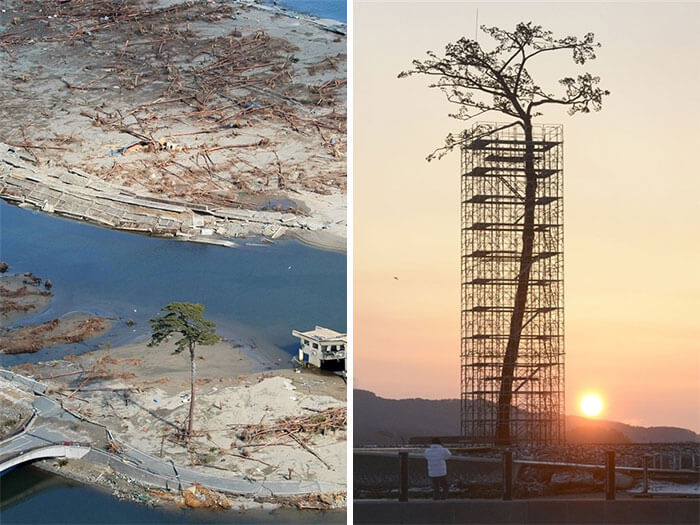 17 Pictures Of Trees That Prove The Miracle Of Life - The Only Tree That Survived The Tsunami In Japan Between 70,000 Trees. Today Protected And Restored