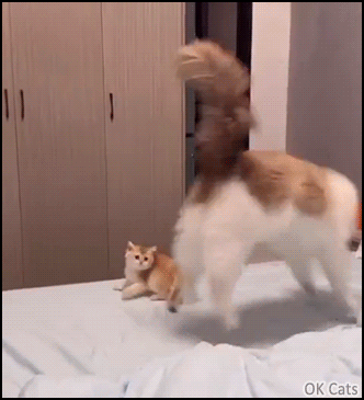 Funny Cat GIF • Crazy Mama cat wildly playing with kitty, showing off her Ninja moves [ok-cats.com]