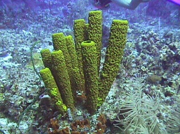  Porifera