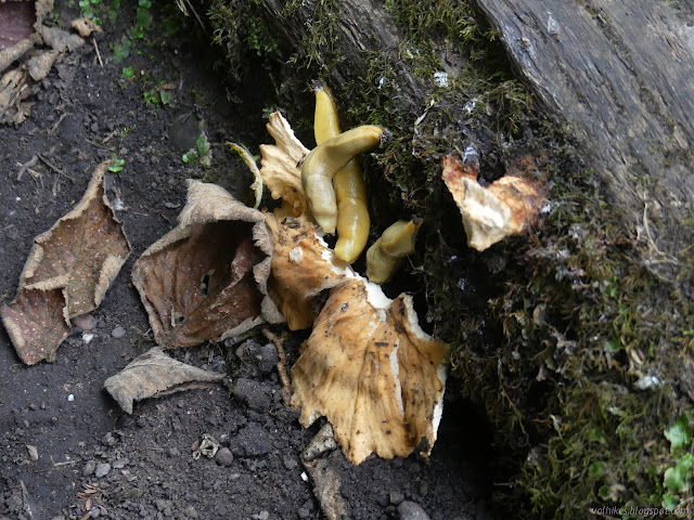 three banana slugs taking on the removal of a big mushroom