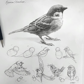 07-Little-bird-tutorial-Animal-Pencil-Drawings-Anjjaemi-www-designstack-co