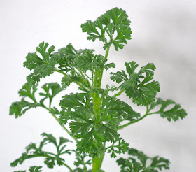 Southernwood-Leaved Geranium, Pelargonium Abrotanifolium foliage with water-drops