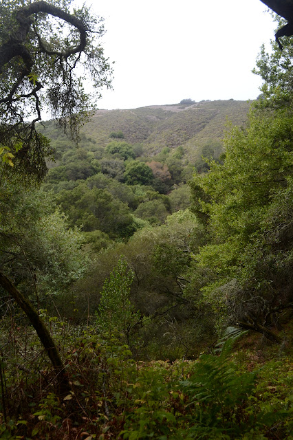 tree break to the thick hillside