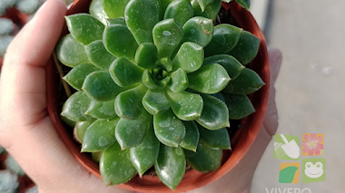 Echeveria Emerald Ripple