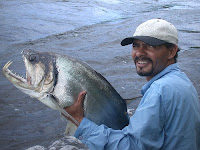 payara fish vampire fish