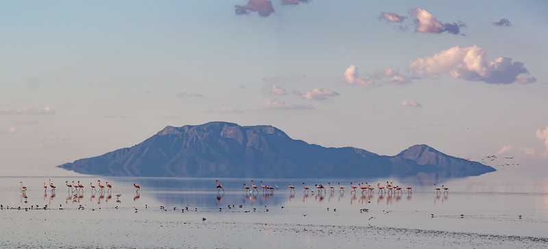 Lake Natron Flamingos