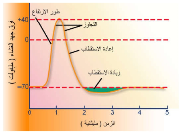 أطوار جهد الفعل