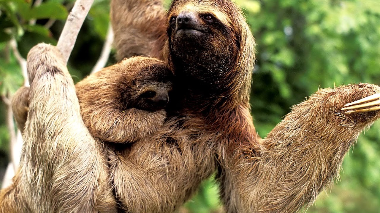 Pygmy Three Toed Sloth Endangered