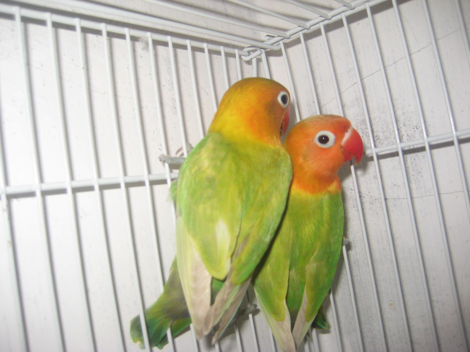 Toko Lovebird  sepasang pastel  ijo  usia 4bln up