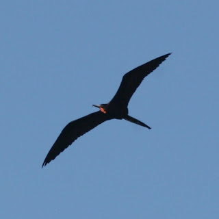 Magnificent Frigatebird, Guanica, Puerto Rico