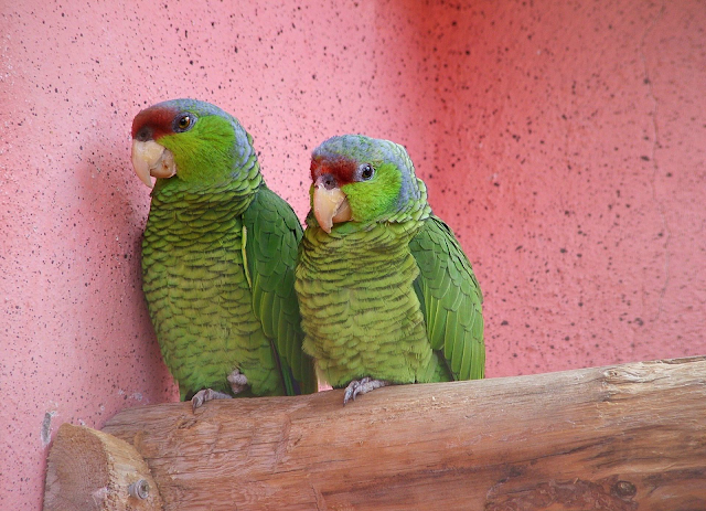 Parrot Couple in Love Hd Wallpapers