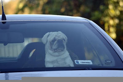 Muert de perros por golpe de calor, encerrados en coches