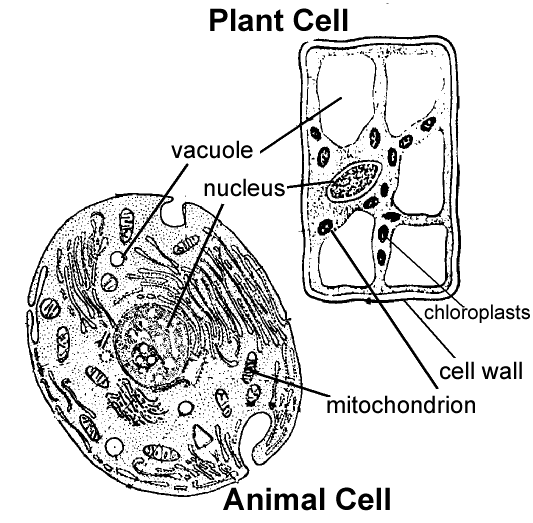 animal cell unlabelled. It is an animal cell as it has