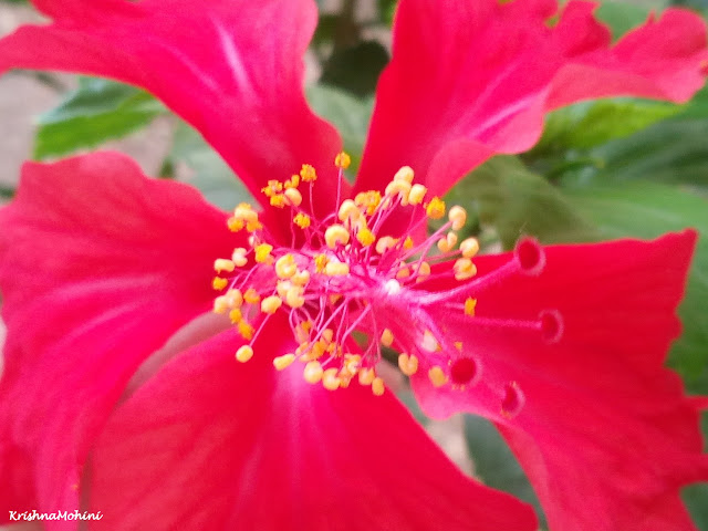 Image: Red Hibiscus flowers close view