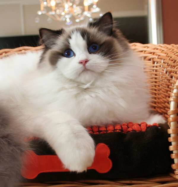 ragdoll cats breed pets animal