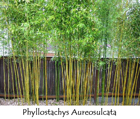 Bamboo Indoor Plants1