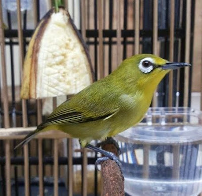 burung pleci, macok