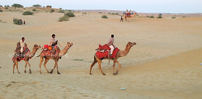 Camels at Jaisalmer Sam sand dunes