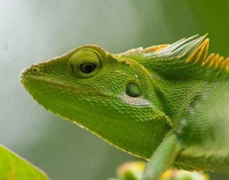 Bukalemun (Chameleon) Özellikleri