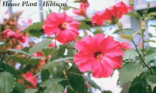 Overview of Growing the Hibiscus House Plant