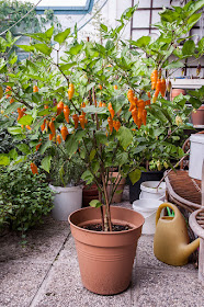 Habanero lantern Orange chili plant