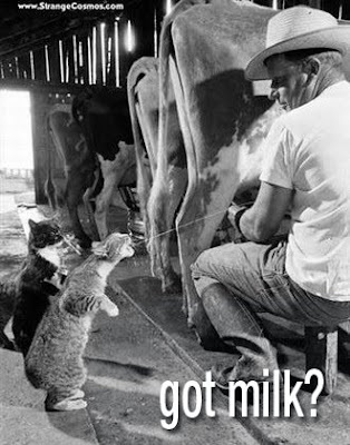 got milk cat with no tail