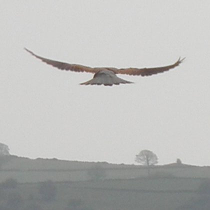 Kestrel, Falco tinnunculus