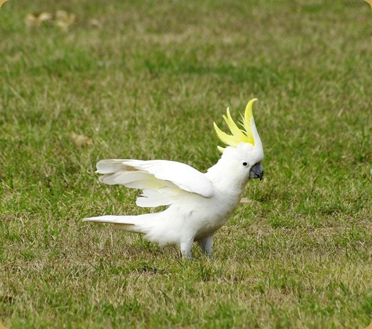 Sulpher Crested Cockatoo