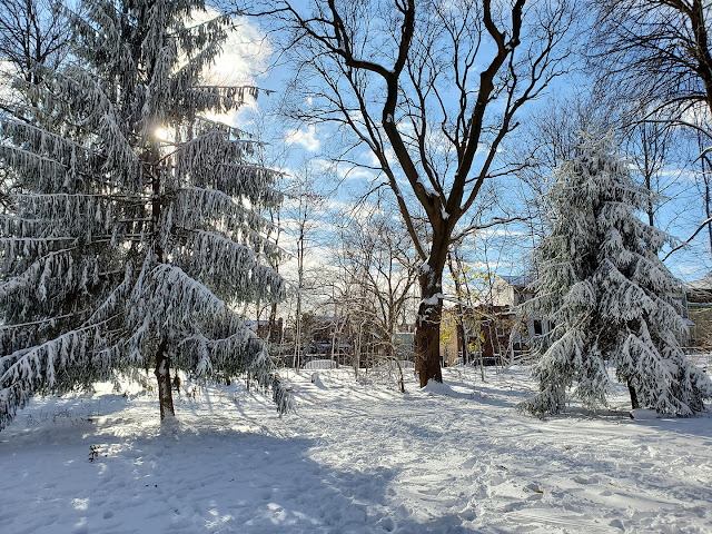 Snow in the park