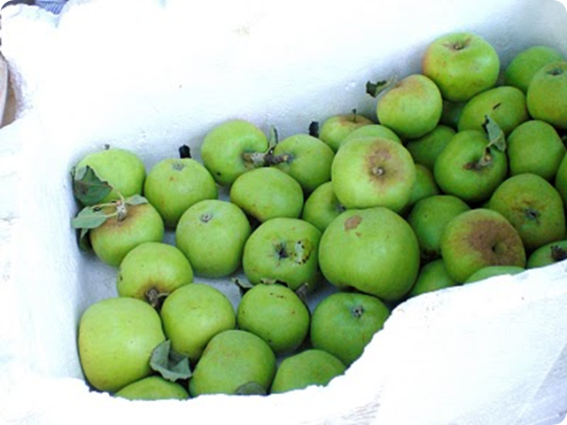 apples
