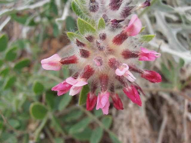 VULNERARIA: Anthyllis vulneraria