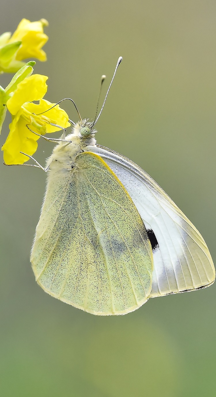 Picture of a cabbage white butterfly.