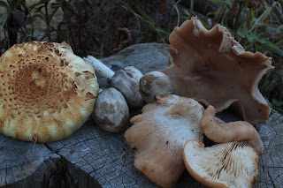 oyster mushrooms and nky caps