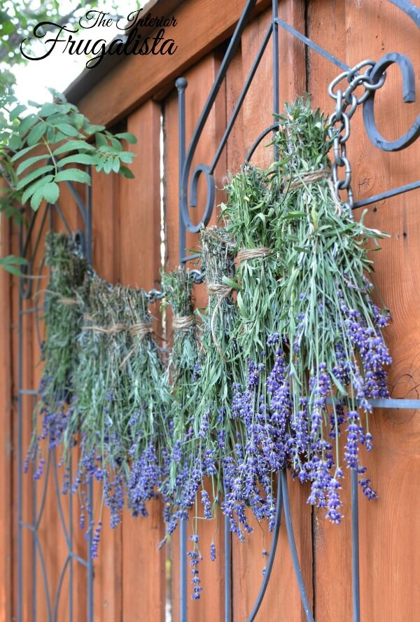 Helpful tips on how to harvest and dry fresh lavender from your flower garden along with some creative ideas on how to use dried lavender.