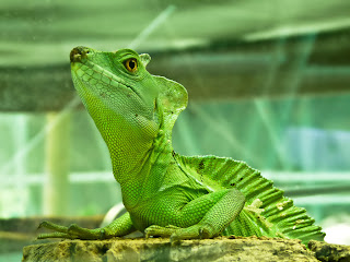 Iguana Wallpapers