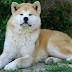 Akita Inu Pictures