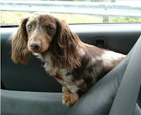 Genes associated with dwarfism in mice, with short legs and with the small size and weight of toy dog breeds are suspected in the looks of Dachshunds. Sarah, a 12-pound miniature Dachshund, waits for a car ride. Credit: Earl Steele.