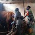 Dorong Pemulihan, Babinsa di Lumajang Aktif Dampingi Vaksinasi PMK