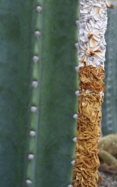10. Reflected Growth. Selected for Sculpture in Context. Cotton & Rust, manipulated fabric