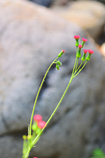 red flowers growing along a river