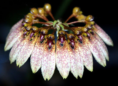 Bulbophyllum dentiferum care and culture