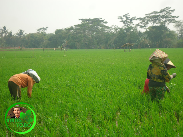 Sambil ngarambet memisahkan Genjer, Eceng Sawah, Gunda, Antanan, Semanggi untuk dibawa pulang 