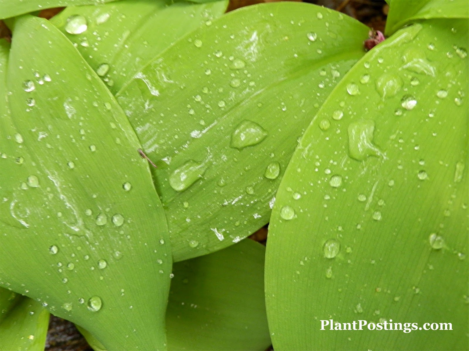 Ground Covering Plants