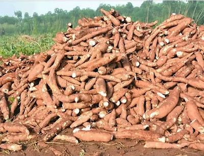 Cassava Farming Business: