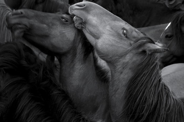 horse-in-black-and-white