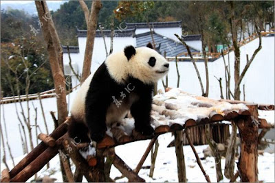 Pandas Enjoy Winter in China Seen On www.coolpicturegallery.us